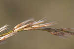 Common reed